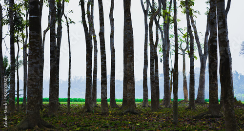 forest in the morning