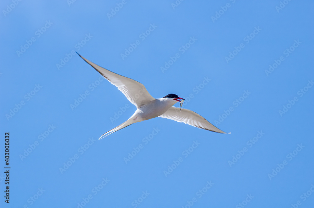 Arctic Tern (Sterna paradisaea) in Barents Sea coastal area, Russia Arctic Tern (Sterna paradisaea) in Barents Sea coastal area, Russia