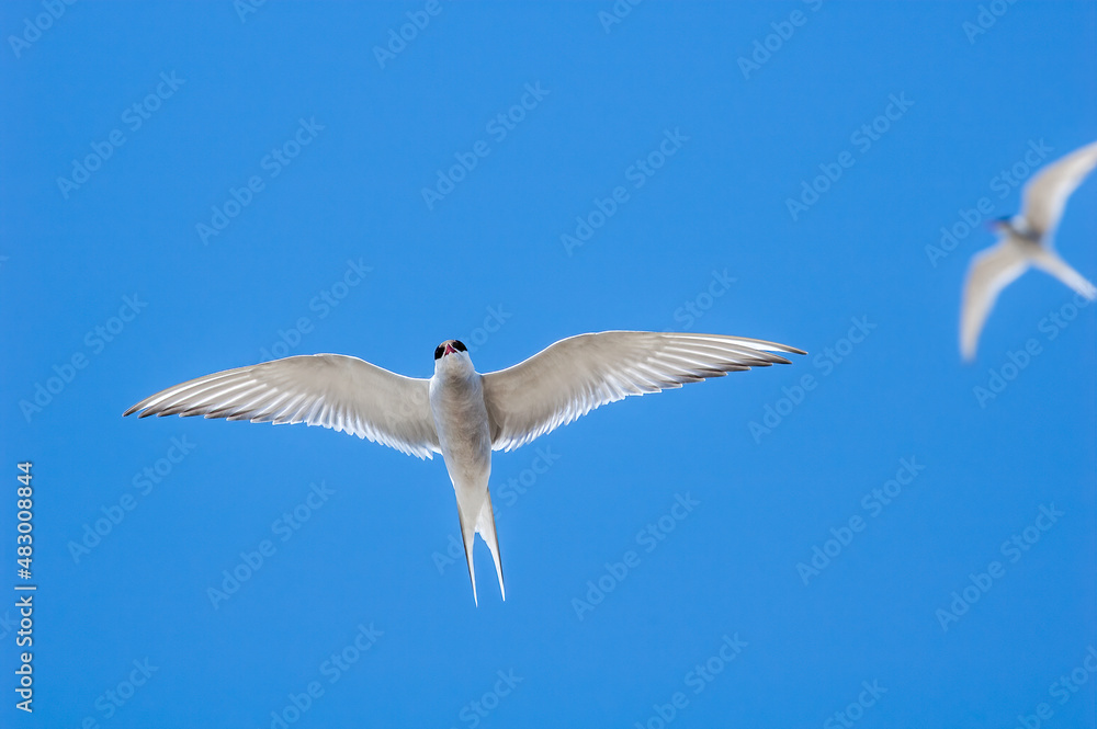Fototapeta premium Arctic Tern (Sterna paradisaea) in Barents Sea coastal area, Russia