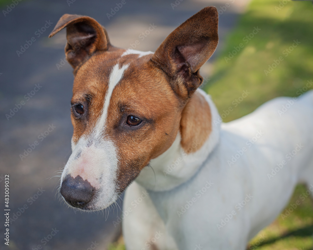A clean and healthy dog looking to play with anyone who wants to join in. A clean and healthy dog looking to play with anyone who wants to join in.