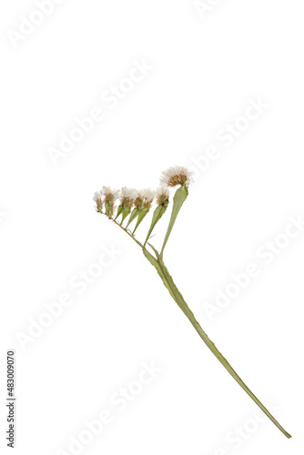 A branch of white small flowers on a white background. Image of dried flowers. Romantic flowers. Limonium perezii. Kermek. Statica.