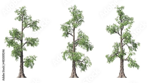 Isolated 3D realistic taxodium tree on the wind, White background with transparent cut-out animation and alpha channel. photo