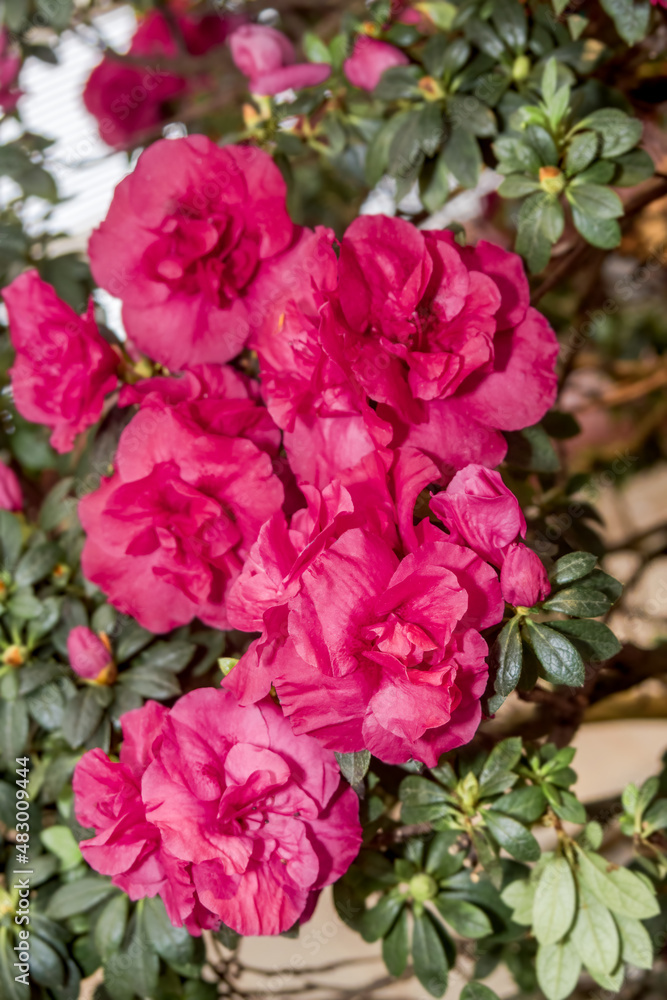 Indian Azalea (Rhododendron simsii) in greenhouse