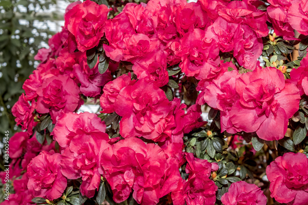 Fototapeta premium Indian Azalea (Rhododendron simsii) in greenhouse