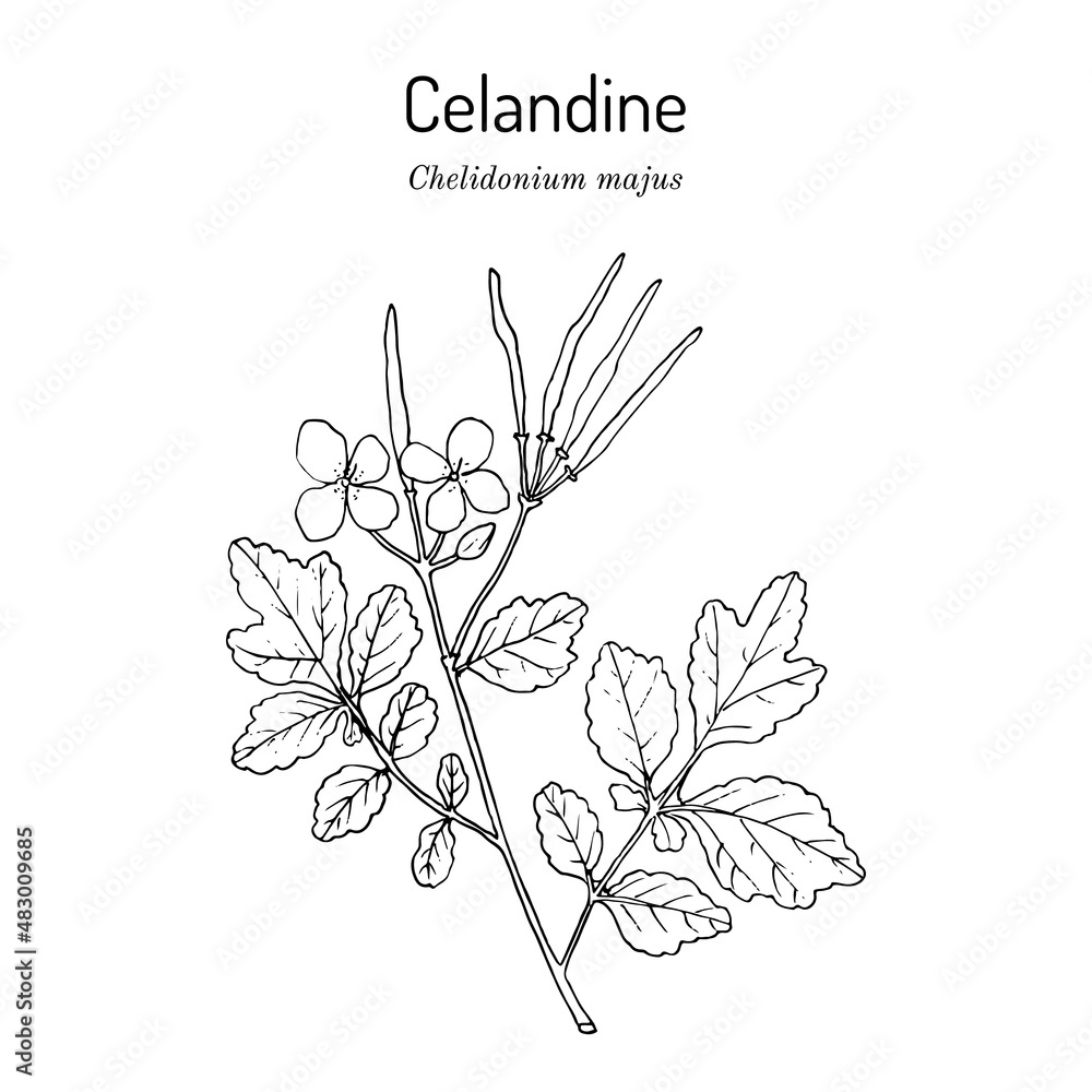 Greater Celandine Chelidonium majus , medicinal plant