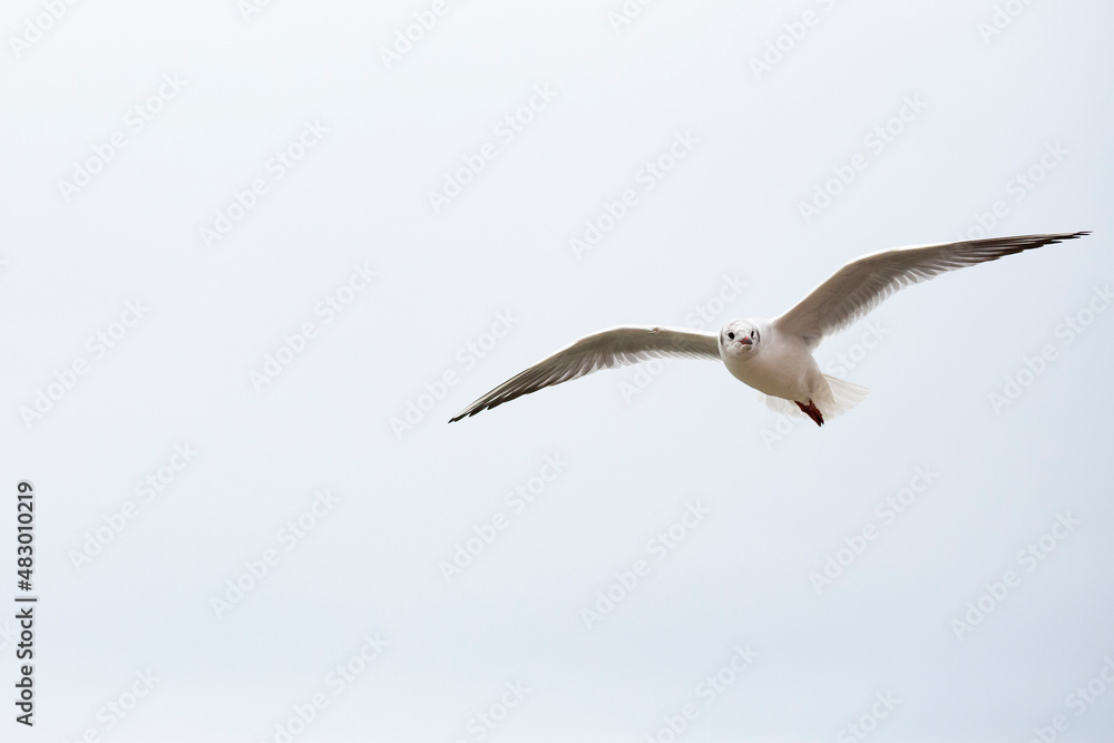 Obraz premium three black headed gull standing on stones in the water and reflecting in the water surface