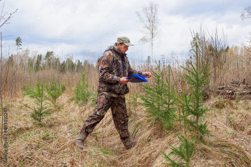 An environmental engineer inspects a forest area with young spruce seedlings. An environmental engineer inspects a forest area with young spruce seedlings.