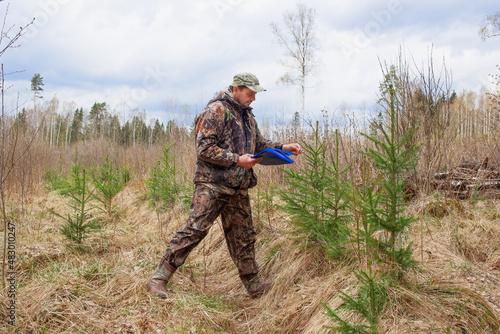 An environmental engineer inspects a forest area with young spruce seedlings.