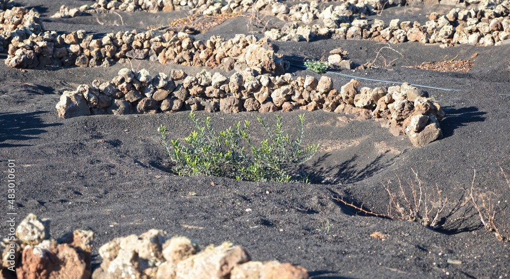 Dusty landscape, the grapevines on Lanzarote island