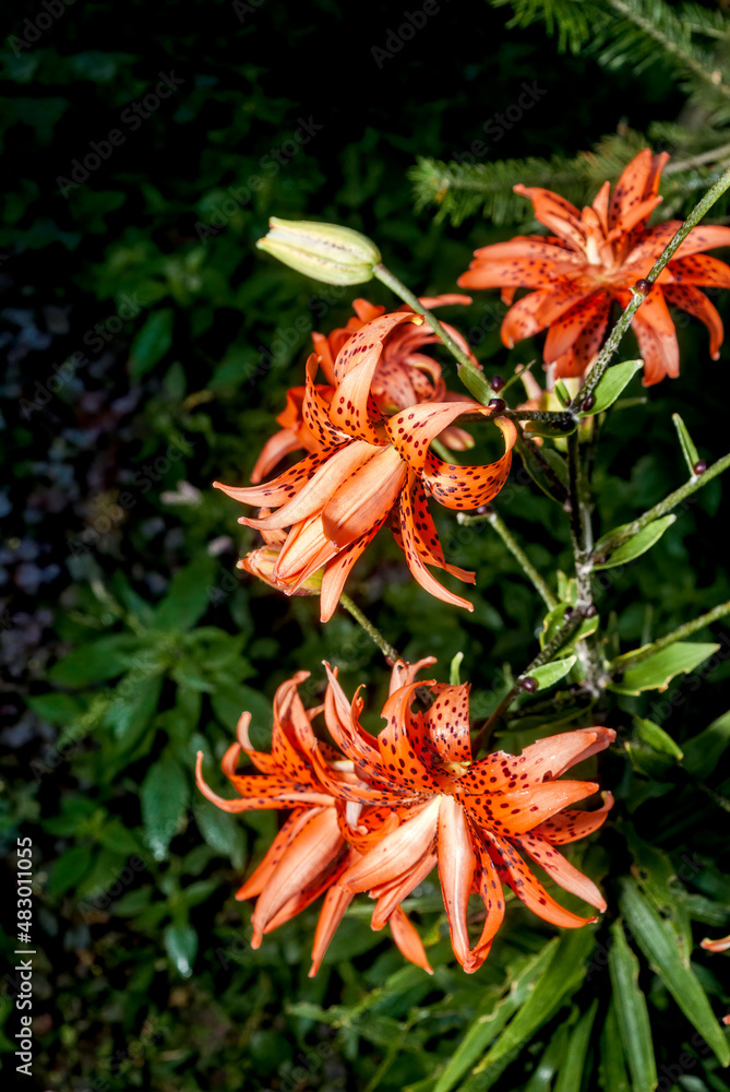Double Tiger Lily (Lilium lancifolium) in garden, Central Russia Double Tiger Lily (Lilium lancifolium) in garden, Central Russia