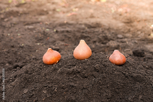Flower bulbs on the soil in the garden ready for planting. Several tulip seeds close-up.