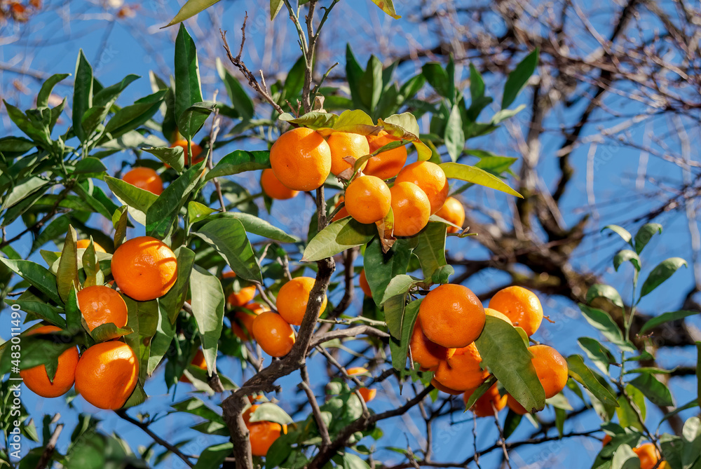 Mandarin (Citrus reticulata) in orchard, Abkhazia