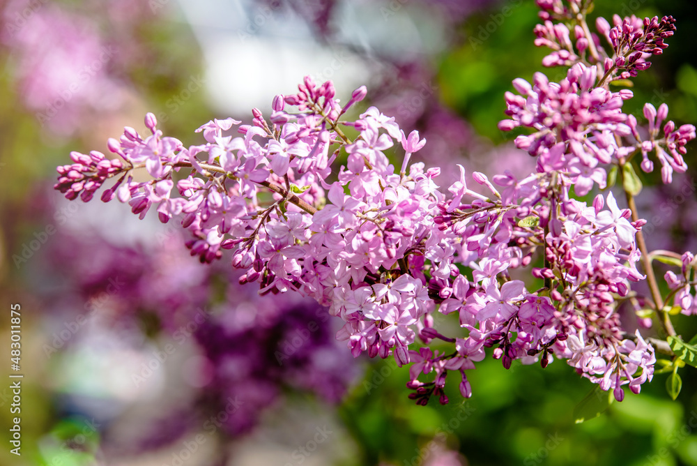 Pink lilac blooms in the Botanical garden
