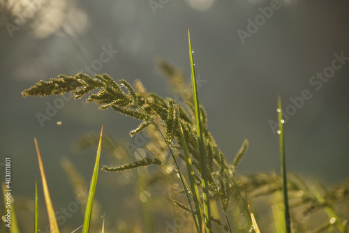 grass in the wind