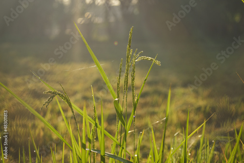 Rice field