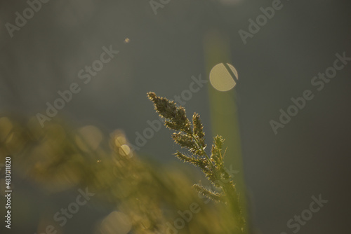 dew on a leaf