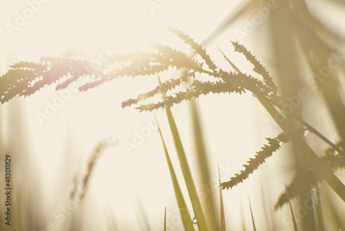 golden wheat field