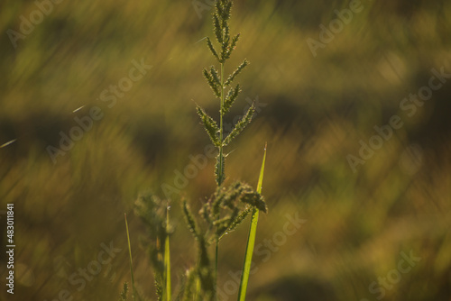grass in a field
