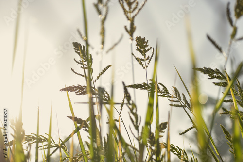 green wheat field
