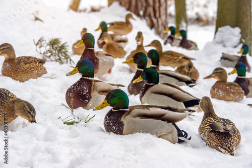 Wild ducks sit in the snow in the winter forest photo