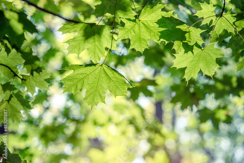 Green nature background with maple leaves 
