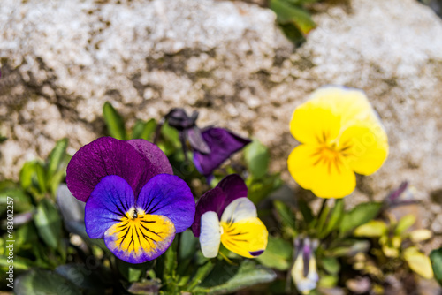 Heartsease (Viola tricolor) in garden