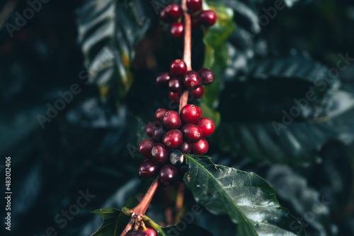Fotografía coffee and arabica coffee plantation harvest day