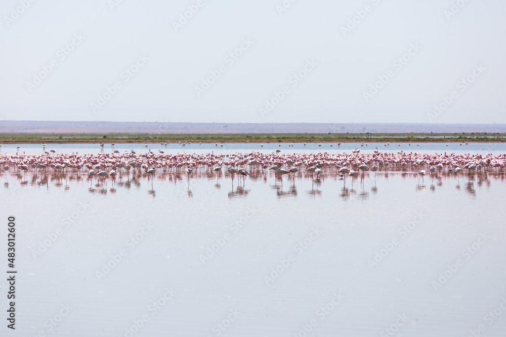 Fototapeta premium Flamingos in sleeping position, Amboseli National Park, Kenya