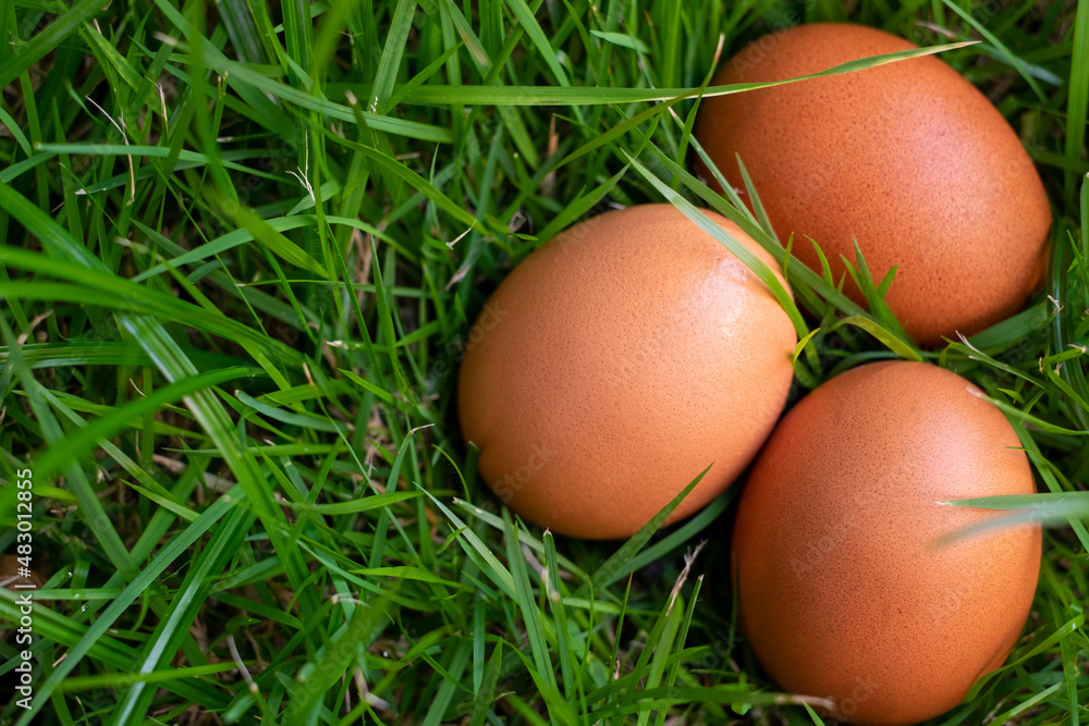 chicken eggs on nest green grass. Easter eggs. chicken eggs on nest green grass. Easter eggs.