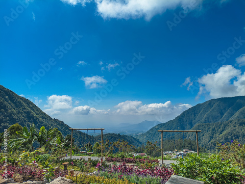 landscape with flowers