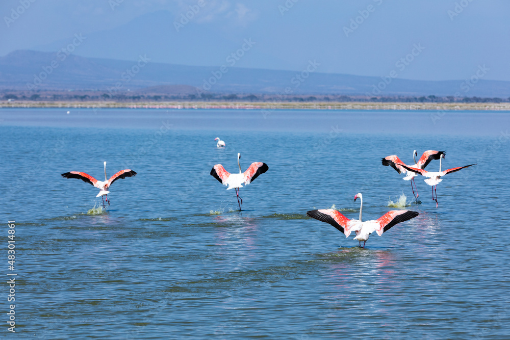Flamingos flying above the lake, Amboseli National Park, Kenya