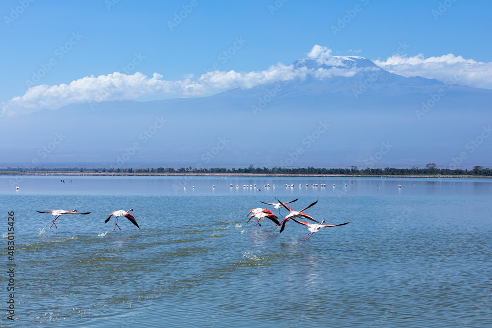 Majestic flight of pink flamingos above the lake, Amboseli National Park, Kenya
