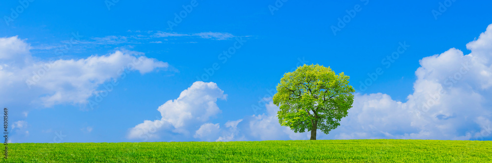 Obraz premium 草原と青空に一本の木
