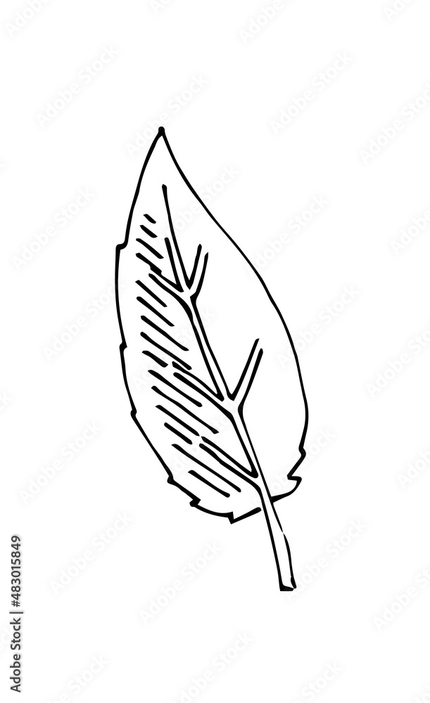 Tree leaf. Hand drawing outline. Sketch isolated on a white background. Vector Tree leaf. Hand drawing outline. Sketch isolated on a white background. Vector