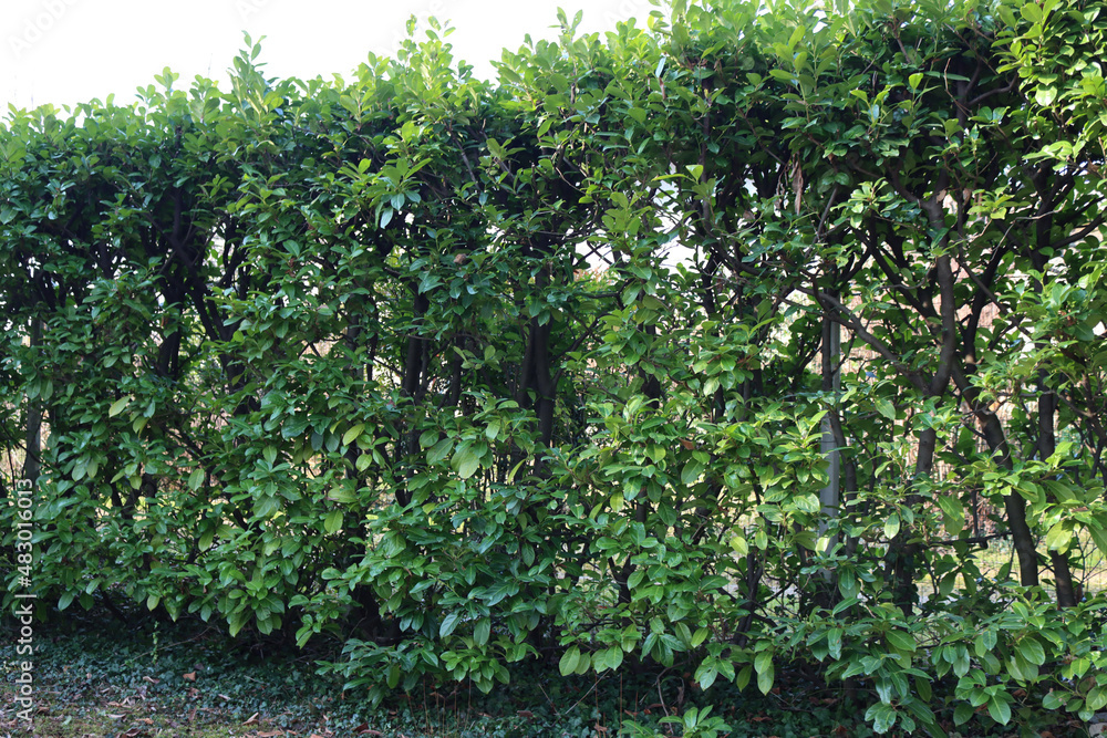 Pruned cherry laurel hedge in the garden. Evergreen Prunus laurocerasus bush