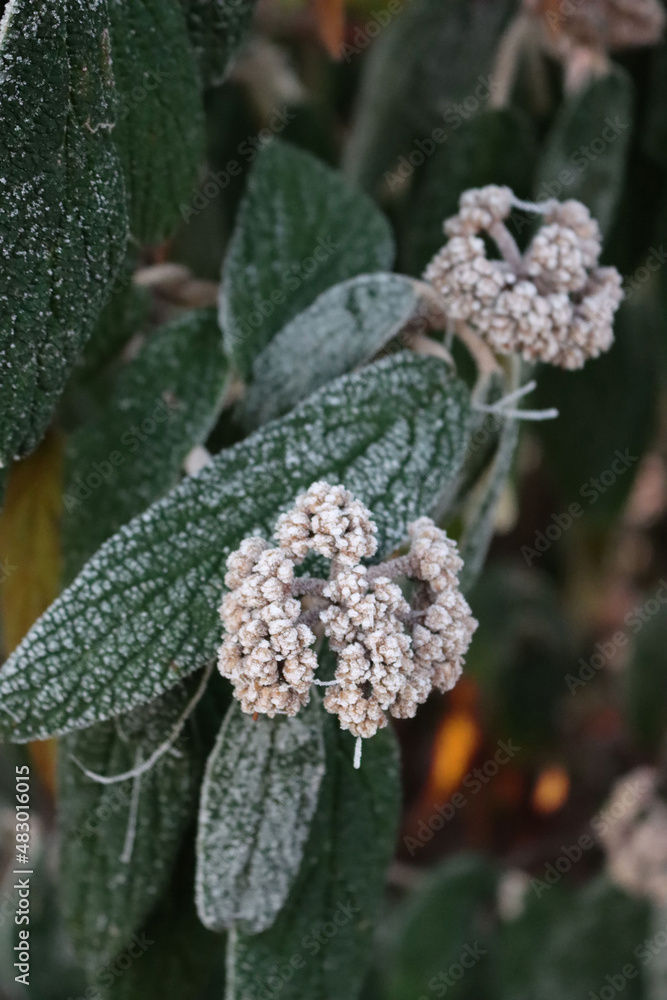 Close-up of Viburnum rhytidophyllum tree covered with frost in the garden. Viburnum bush on winter season Close-up of Viburnum rhytidophyllum tree covered with frost in the garden. Viburnum bush on winter season