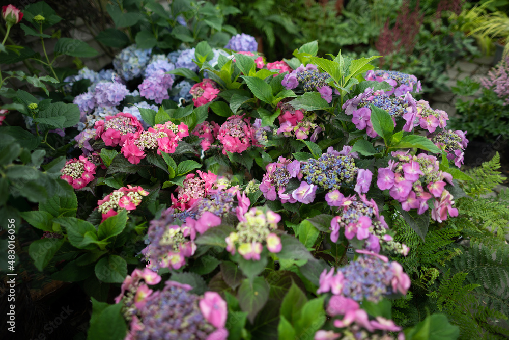 Hydrangea flowers in cuttings at the garden store. Flowering plant.