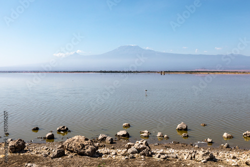 A solo bird stands in water, Amboseli National Park, Kenya