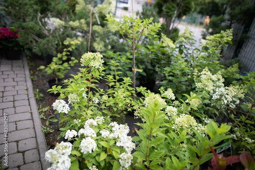 White hydrangea flowers in cuttings at the garden store. Flowering plant.