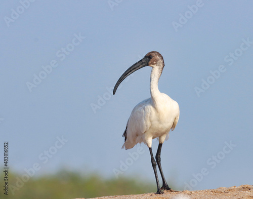 Oriental white ibis at sea. Indian white ibis. Black headed ibis. Black necked ibis. Threskiornis melanocephalus.