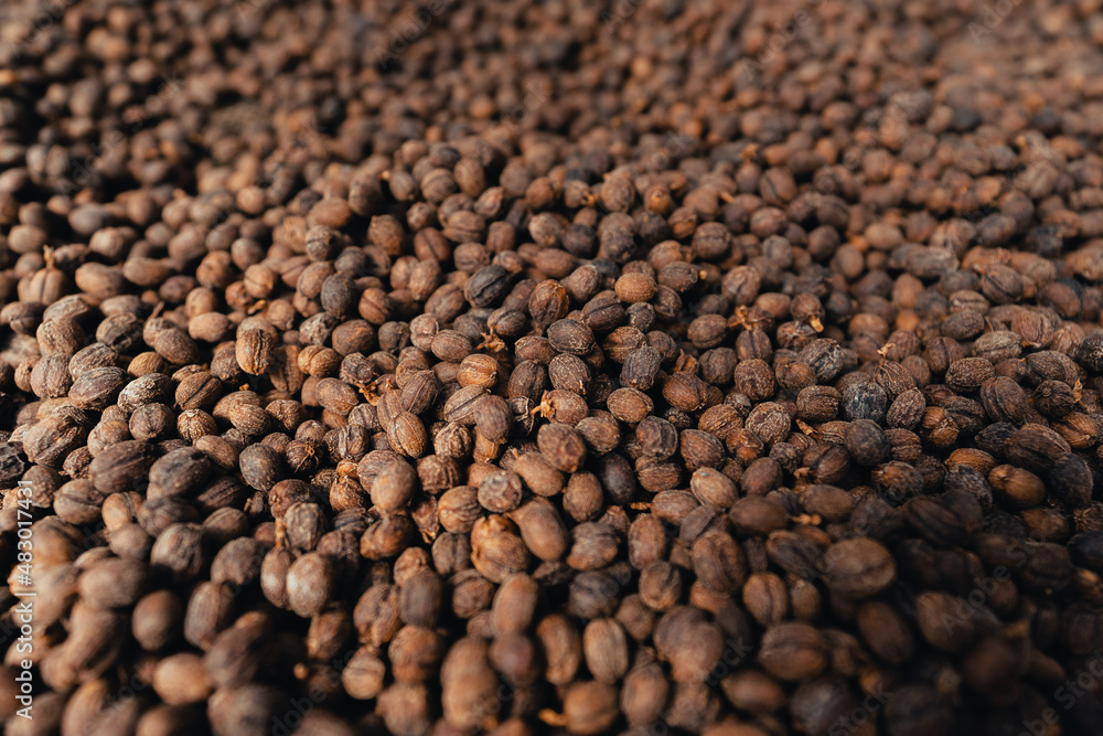 Coffee beans are dried in the greenhouse. Coffee beans are dried in the greenhouse.