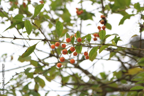orange berries on a tree