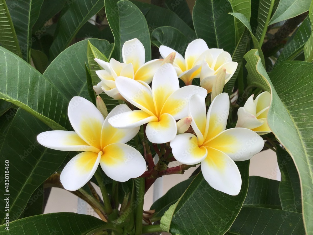 frangipani plumeria flower