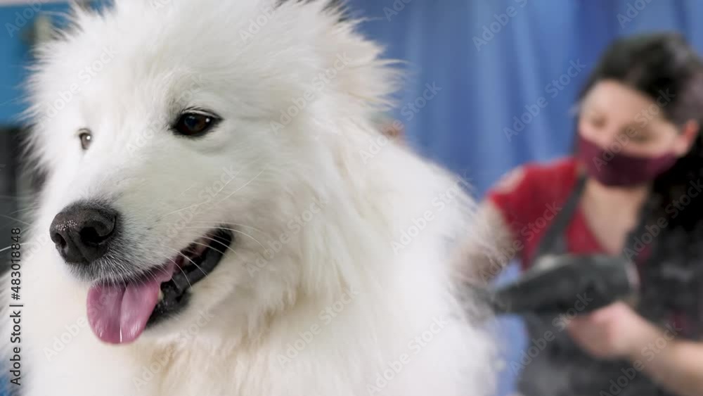 Female groomer dries a Samoyed dog with a hairdryer after shearing and washing. A big dog in a barber shop Female groomer dries a Samoyed dog with a hairdryer after shearing and washing. A big dog in a barber shop