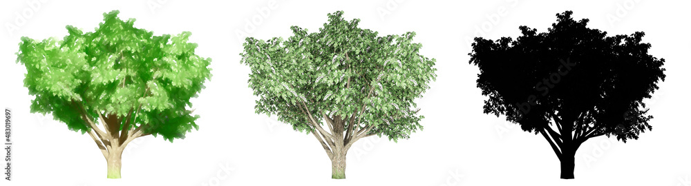 Set or collection of Common Hawthorn trees, painted, natural and as a black silhouette on white background. Concept or conceptual 3d illustration for nature, ecology and conservation, strength