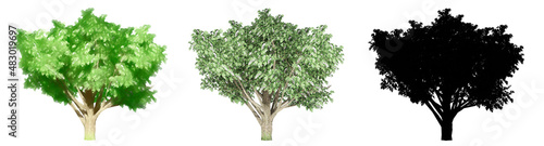 Set or collection of Common Hawthorn trees  painted  natural and as a black silhouette on white background. Concept or conceptual 3d illustration for nature  ecology and conservation  strength