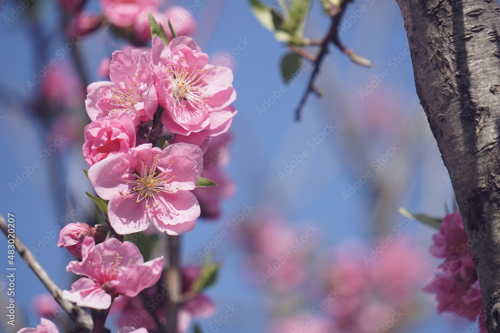 桃の花 桃の花