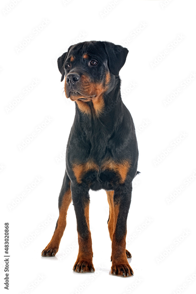 rottweiler in studio rottweiler in studio
