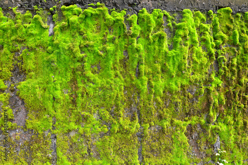 Moss on wall photo