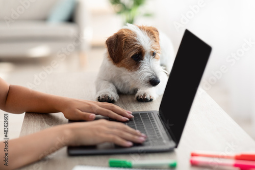 Jack russel puppy laying by typing on laptop owner